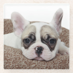 Dessous-de-verre En Verre Chiot de bouledogue français se situant dans un