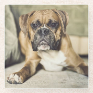 Dessous-de-verre En Verre Chiot de boxeur de faon