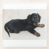 Dessous-de-verre En Verre chiot de longhair-dachshund (Devant)