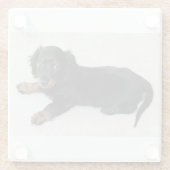 Dessous-de-verre En Verre chiot de longhair-dachshund (Dos)