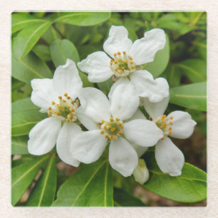 Dessous-de-verre En Verre Choisya Ternata