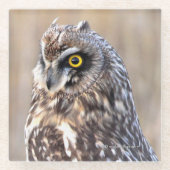 Dessous-de-verre En Verre Chouette à courte portée dans les marais (Devant)