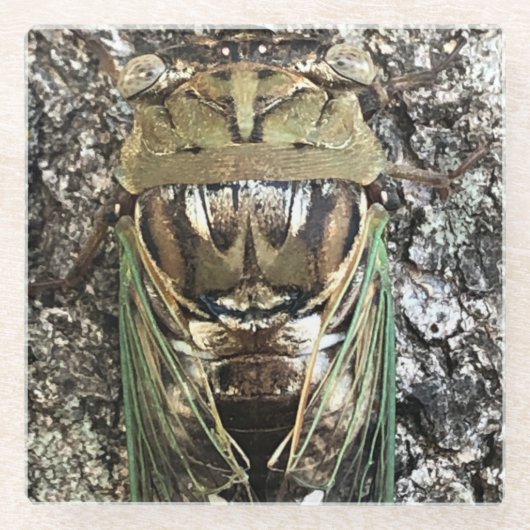 Dessous-de-verre En Verre Cicada (Devant)