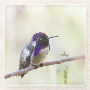 Dessous-de-verre En Verre Colibri de Costa perché sur une branche