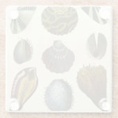 Dessous-de-verre En Verre Collection Conchology (Dos)