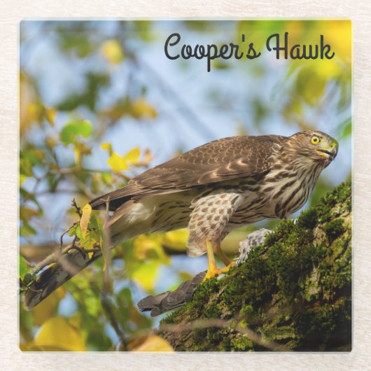 Dessous-de-verre En Verre Cooper's Hawk (Devant)
