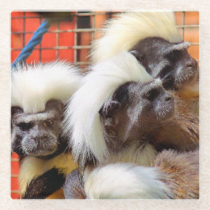 DESSOUS-DE-VERRE EN VERRE COTON - TOP TAMARIN SINGES