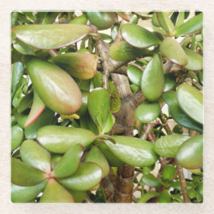 Dessous-de-verre En Verre Crassula ovata