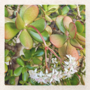 Dessous-de-verre En Verre Crassula ovata