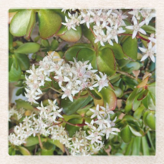 Dessous-de-verre En Verre Crassula ovata (Devant)