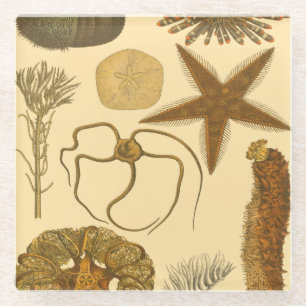 Dessous-de-verre En Verre Créatures sous-marines