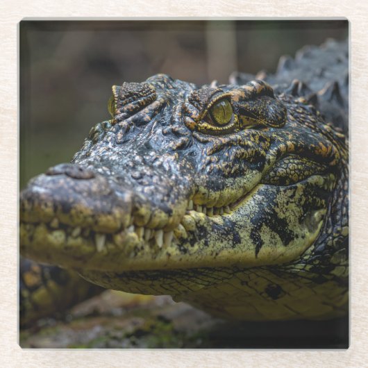 Dessous-de-verre En Verre crocodile (Devant)
