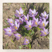 Dessous-de-verre En Verre Crocus de printemps mignons (Devant)