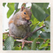 Dessous-de-verre En Verre Cuite Cerise cueillir Écureuil gris (Devant)