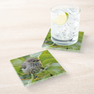 Dessous-de-verre En Verre Cute Wet Wee Bushtit Songbird sur Laurel