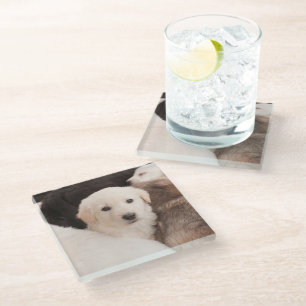 Dessous-de-verre En Verre Cutest Baby Animals   A Cute Pile of Puppies