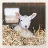 Dessous-de-verre En Verre Cutest Baby Animals | Newborn Lamb (Devant)