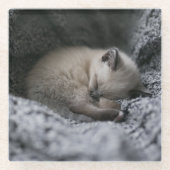 Dessous-de-verre En Verre Cutest Baby Animals | Tiny Kitten Sleeping (Devant)