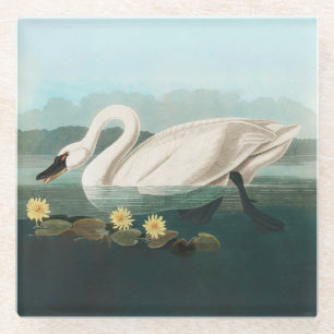 Dessous-de-verre En Verre cygne audubon cygnes d'eau blanche