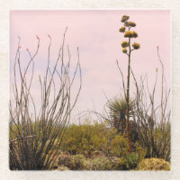Desert Dreams Nouveau-Mexique Agave & Ocotillo