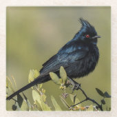 Dessous-de-verre En Verre Dessous de verre de verre Phainopepla (Devant)