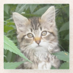 Dessous-de-verre En Verre Dessous de verre en grès Tabby Kitten