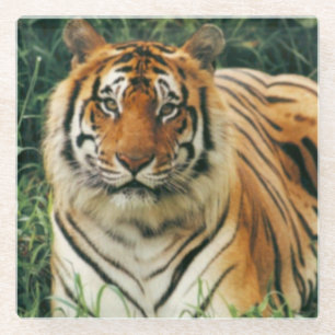 Dessous-de-verre En Verre Dessous de verre en verre/tigre