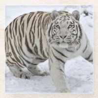 Dessous de verre en verre/tigre blanc