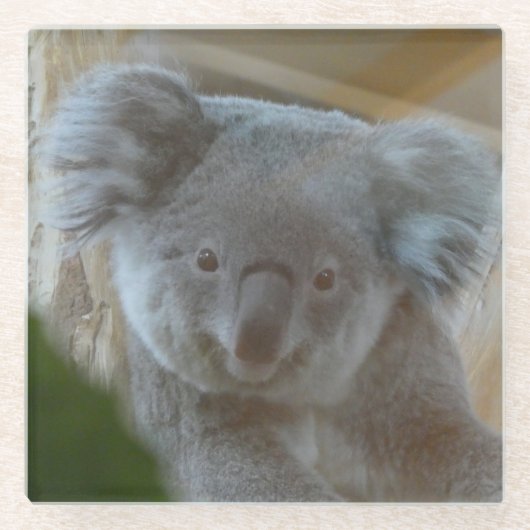Dessous-de-verre En Verre Dessous de verre Koala Portrait (Devant)