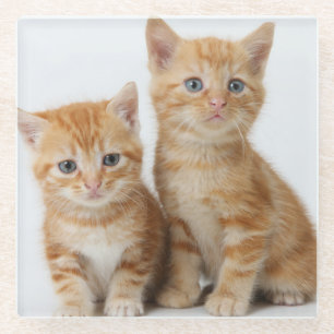 Dessous-de-verre En Verre Deux chatons adorables