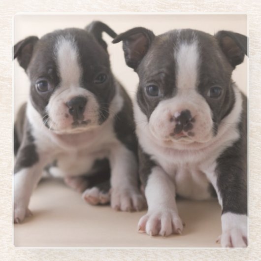 Dessous-de-verre En Verre Deux chiots de Boston Terrier (Devant)