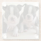 Dessous-de-verre En Verre Deux chiots de Boston Terrier (Dos)