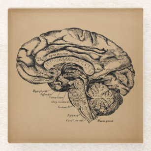Dessous-de-verre En Verre Diagramme du cerveau Vintage Antique Art Anatomiqu