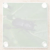 Dessous-de-verre En Verre Dorcus parallelipipedus, le petit lucane (Dos)