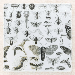 Dessous-de-verre En Verre Entomologie