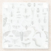 Dessous-de-verre En Verre Entomologie (Dos)