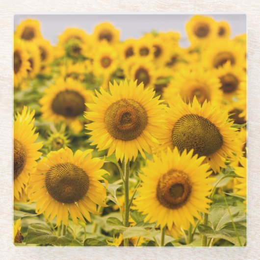 Dessous-de-verre En Verre Farms | A Sunflower Field (Devant)