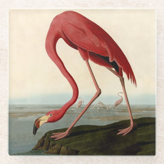 Dessous-de-verre En Verre Flamant rose américain d'Audubon (Devant)