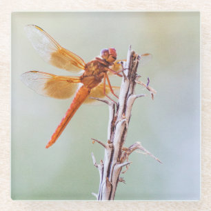 Dessous-de-verre En Verre Flame Skimmer Dragonfly sur Agave