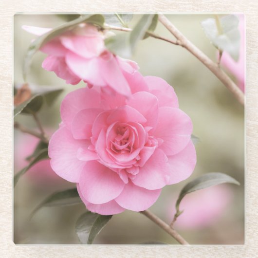 Dessous-de-verre En Verre Fleur de Camellia rose doux (Devant)