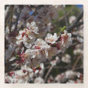 Dessous-de-verre En Verre Fleurs de cerisiers