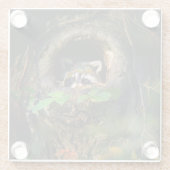 Dessous-de-verre En Verre Forests | Raccoon Peeking (Dos)
