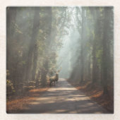 Dessous-de-verre En Verre Forêt | Bois (Devant)