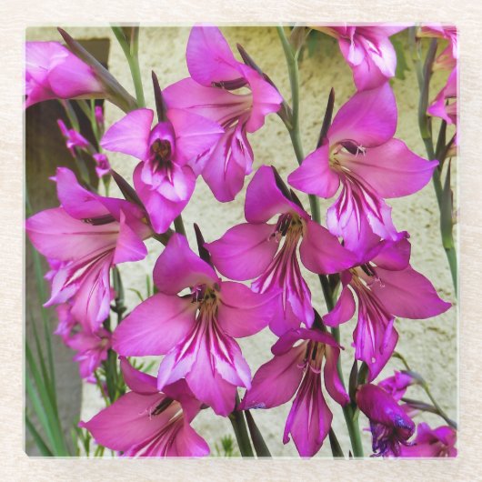 Dessous-de-verre En Verre Gladiolus byzantin (Devant)