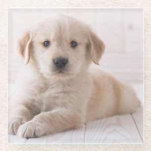 Dessous-de-verre En Verre Golden retriever se couchant