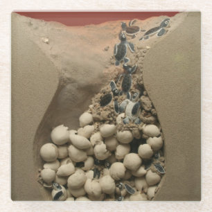 Dessous-de-verre En Verre Hachure d'oeufs de tortue de bébé