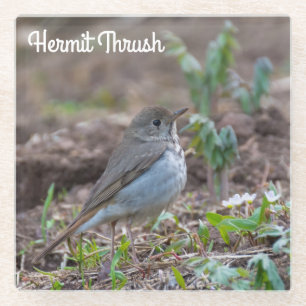 Dessous-de-verre En Verre Hermite Thrush