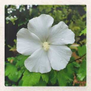 Dessous-de-verre En Verre Hibiscus