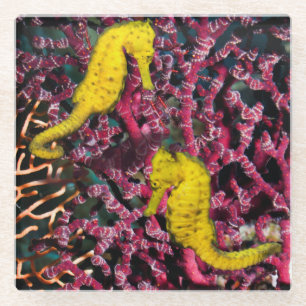 Dessous-de-verre En Verre Hippocampe commun Taeniopterus de l'hippocampe