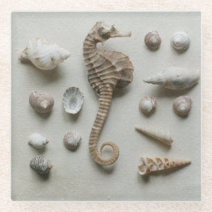Dessous-de-verre En Verre Hippocampe et coquilles